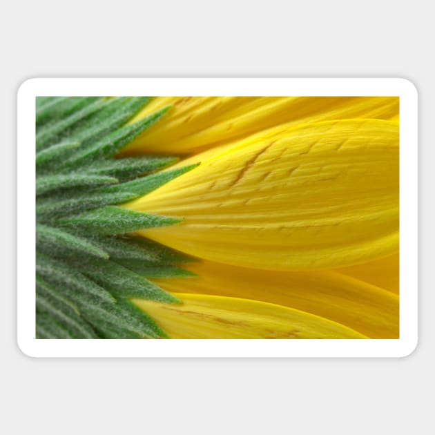 Yellow Daisy Macro Sticker by somadjinn